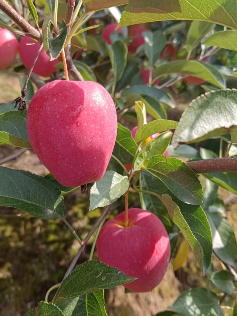 鸡心果