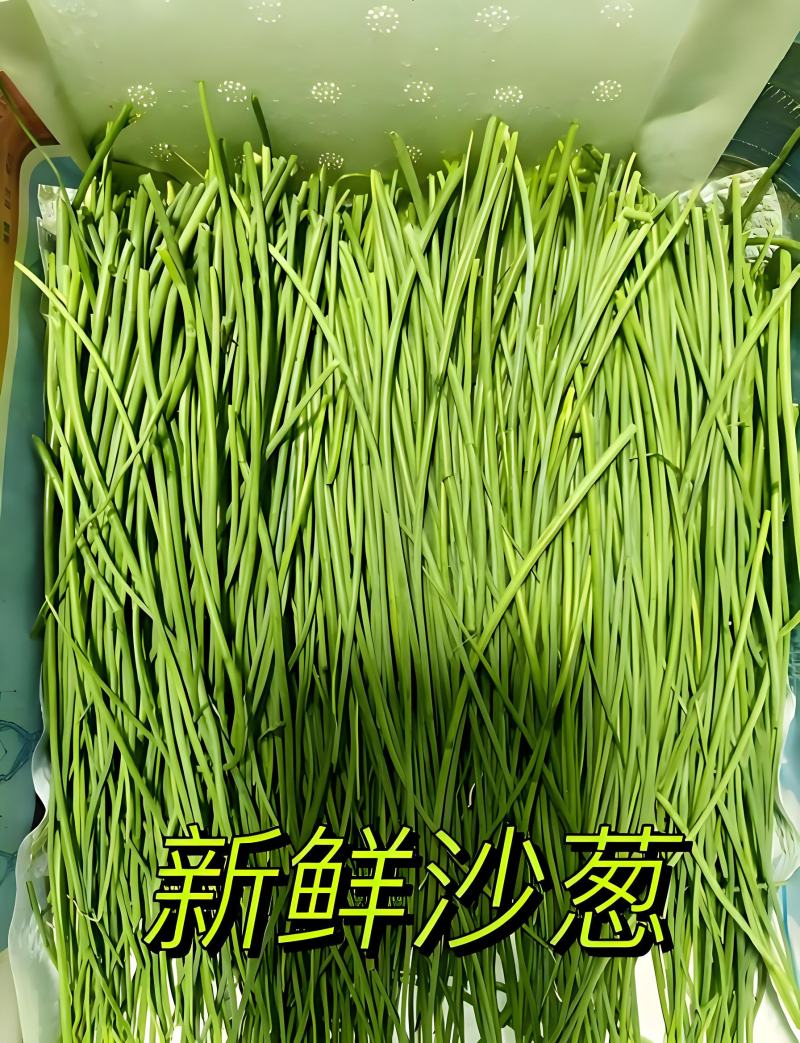 甘肃民勤沙葱