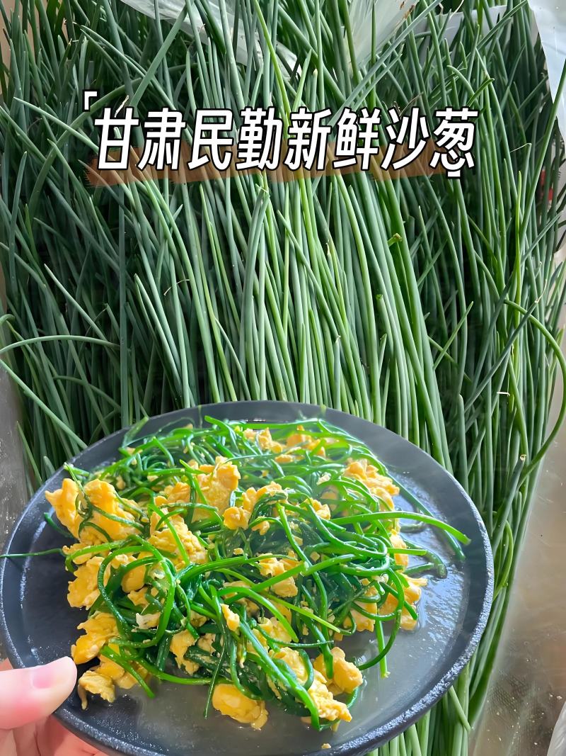 甘肃民勤沙葱