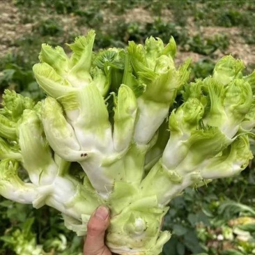 【实力推荐】儿菜品类齐全产地直销量大从优可对接全国电商