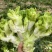 【实力推荐】儿菜品类齐全产地直销量大从优可对接全国电商