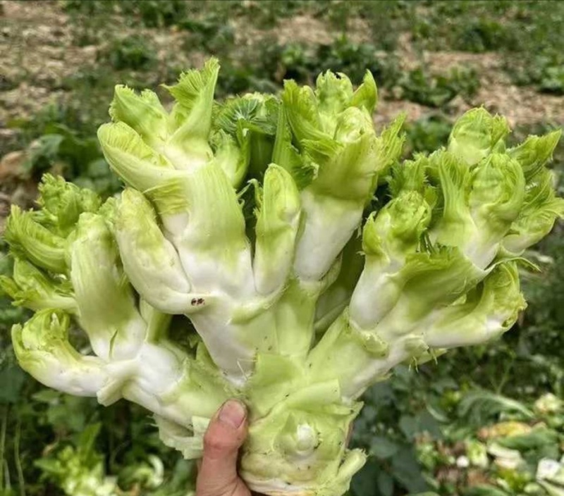 【实力推荐】儿菜品类齐全产地直销量大从优可对接全国电商