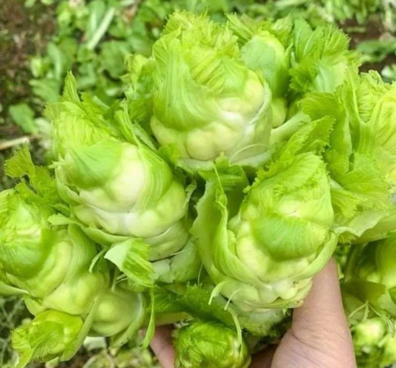 【实力推荐】儿菜品类齐全产地直销量大从优可对接全国电商