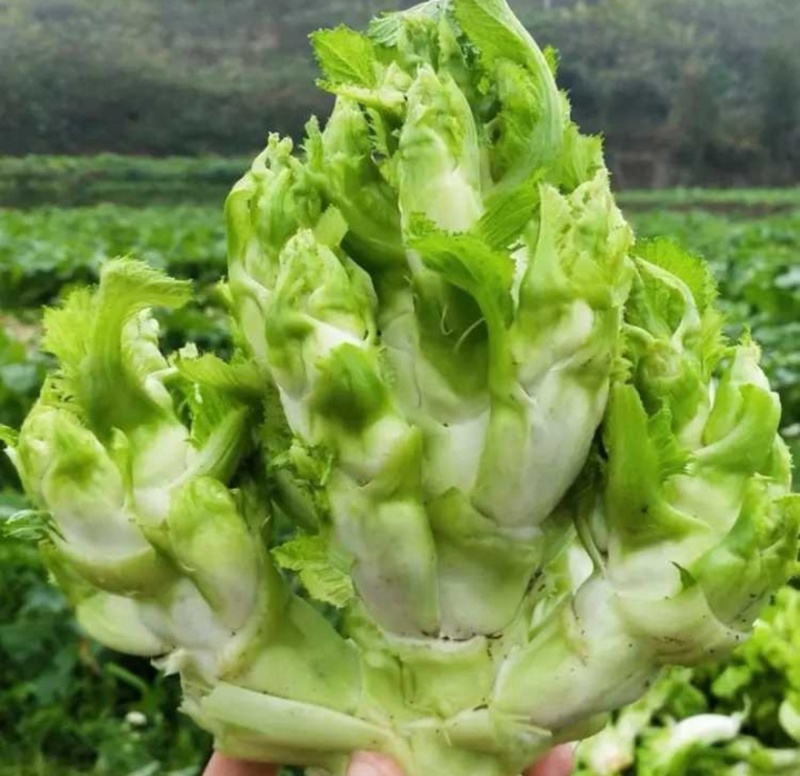 【实力推荐】儿菜品类齐全产地直销量大从优可对接全国电商