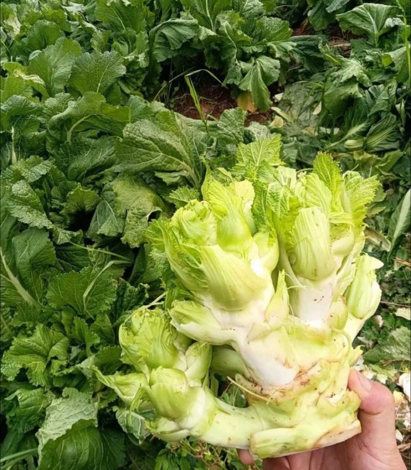 【实力推荐】儿菜品类齐全产地直销量大从优可对接全国电商