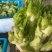 【实力推荐】儿菜品类齐全产地直销量大从优可对接全国电商