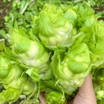 儿菜砀山产地大量上市现挖现发保质保量可对接全国视频看货