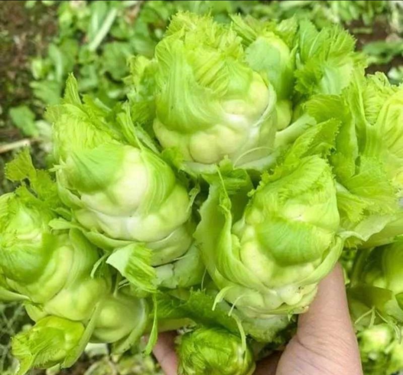 儿菜砀山产地大量上市现挖现发保质保量可对接全国视频看货