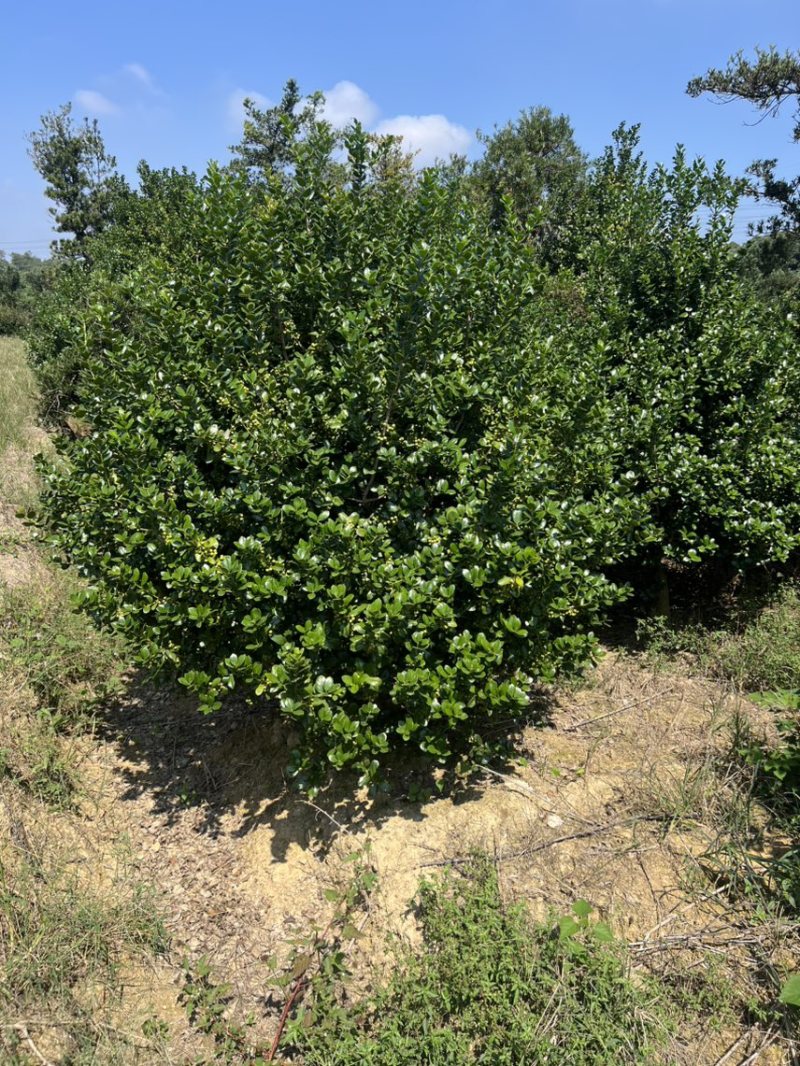 枸骨：奉新县邹家苗圃基地欢迎老板来电洽谈