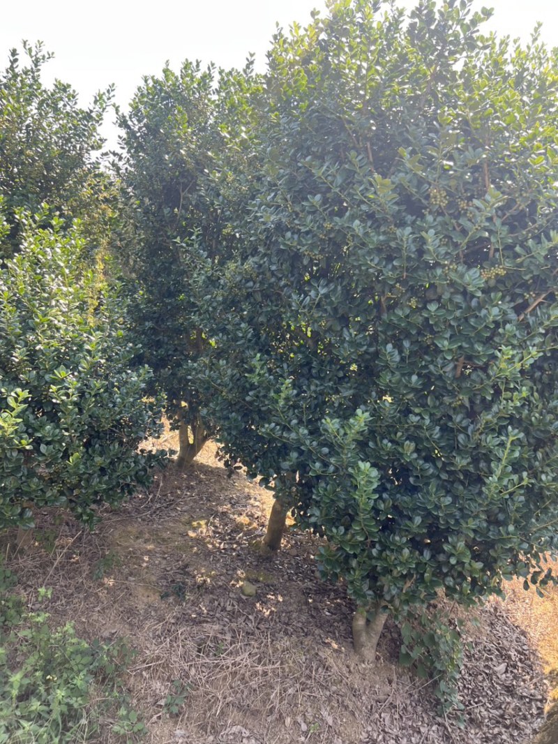 枸骨：奉新县邹家苗圃基地欢迎老板来电洽谈