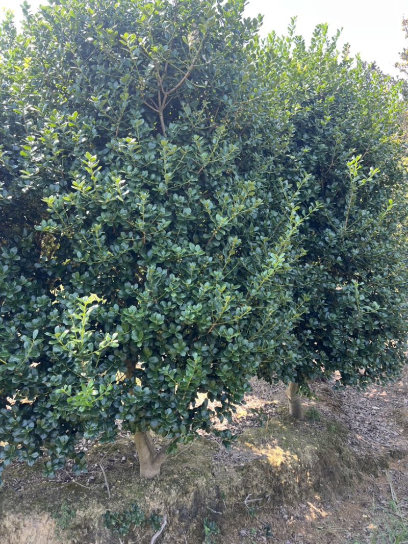 枸骨：奉新县邹家苗圃基地欢迎老板来电洽谈