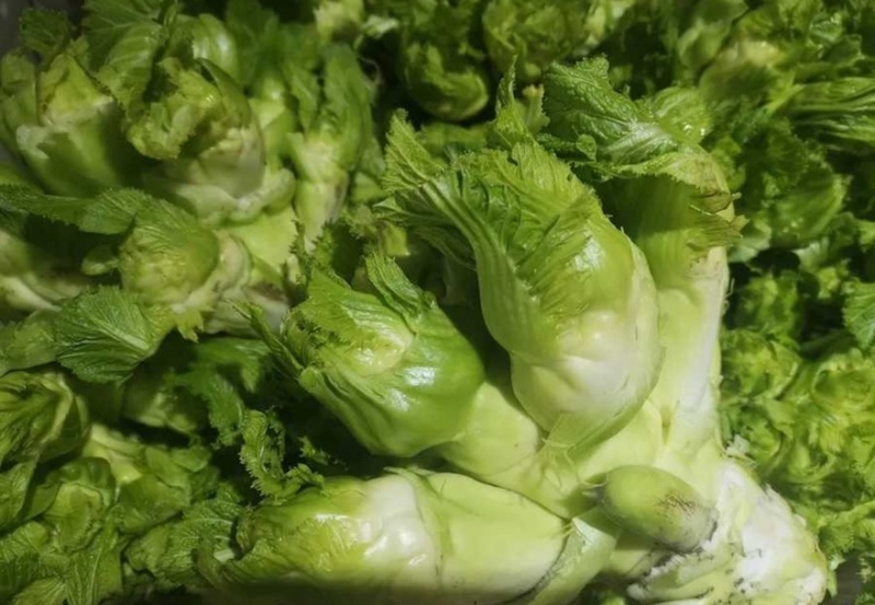 儿菜砀山产地大量上市现挖现发保质保量可对接全国视频看货
