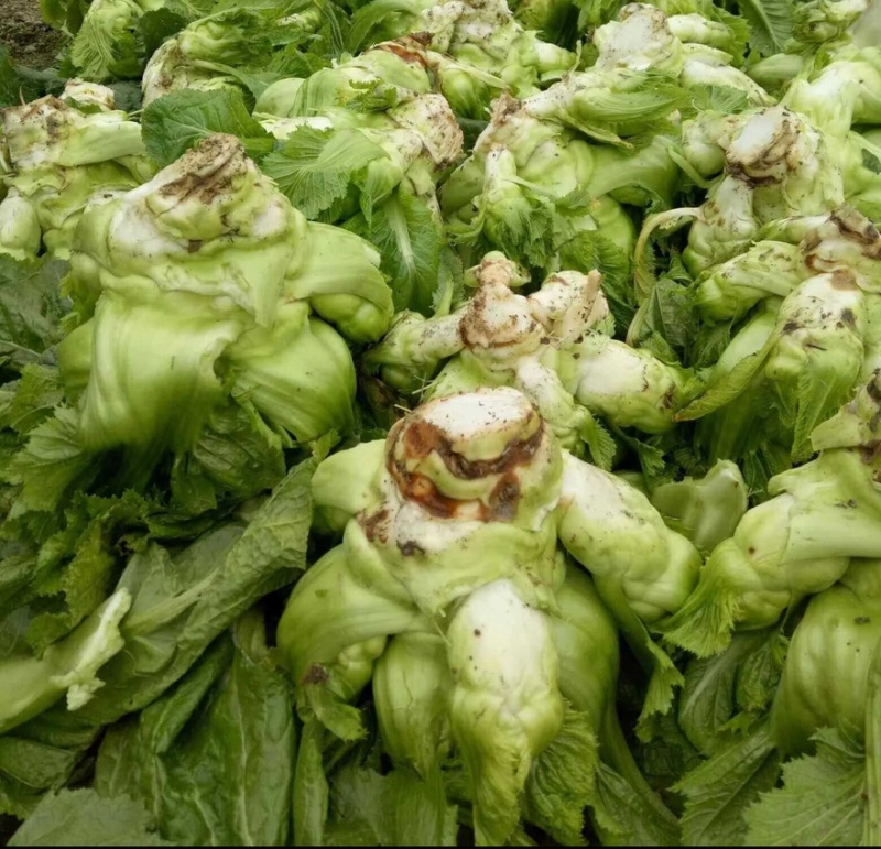 儿菜砀山产地大量上市现挖现发保质保量可对接全国视频看货