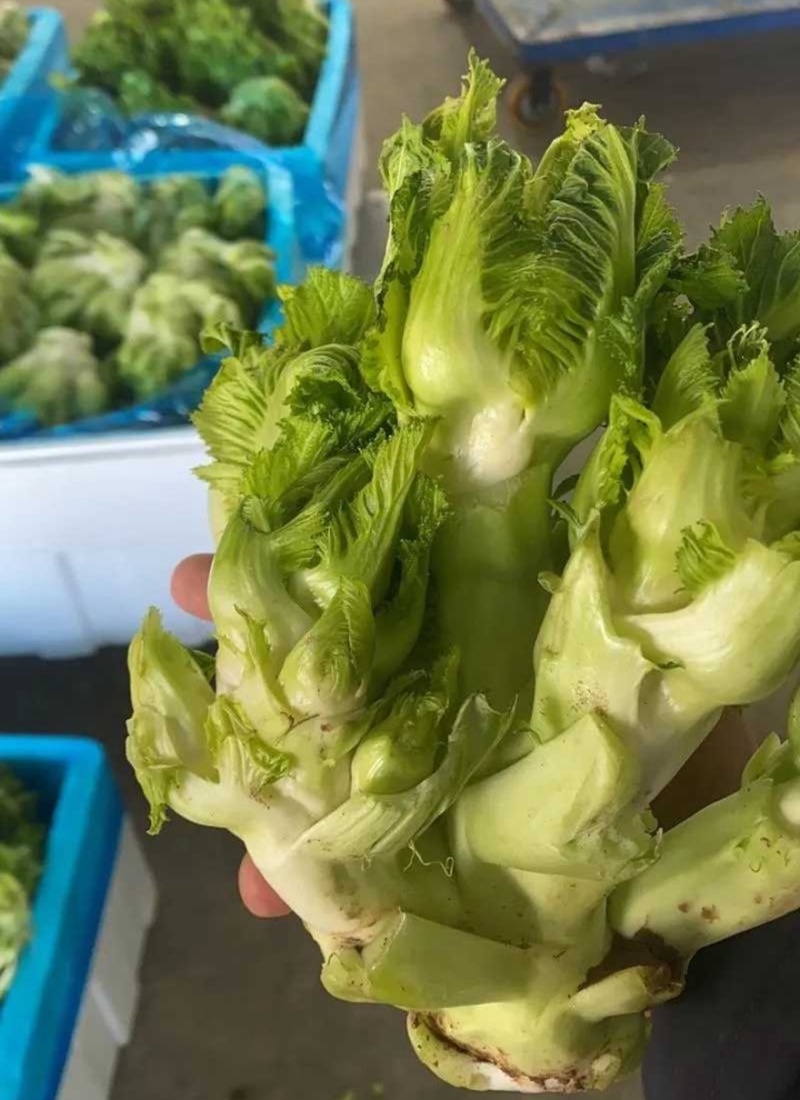 儿菜砀山产地大量上市现挖现发保质保量可对接全国视频看货