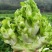 儿菜砀山产地大量上市现挖现发保质保量可对接全国视频看货