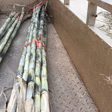 青皮甘蔗今年新货大量上货出售了需要的老板可以大量预定啊