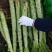 【实力推荐】莴笋杆子产地直销量大从优可视频对接全国市场