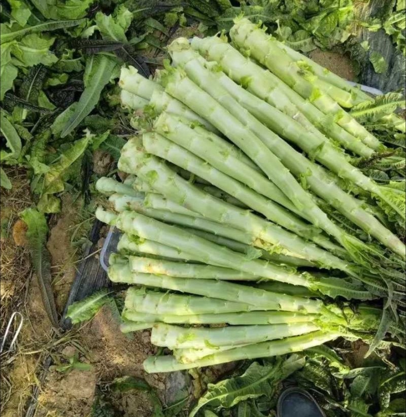 【实力推荐】莴笋杆子产地直销量大从优可视频对接全国市场