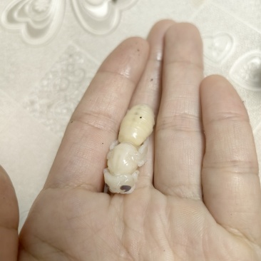 蜂蛹马蜂蜂蜜马蜂酒