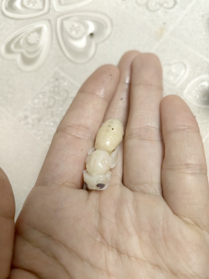 蜂蛹马蜂蜂蜜马蜂酒