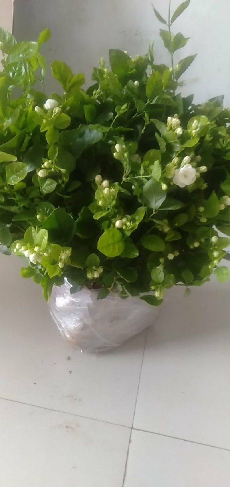 重瓣茉莉花苗包成活包技术带花苞发货