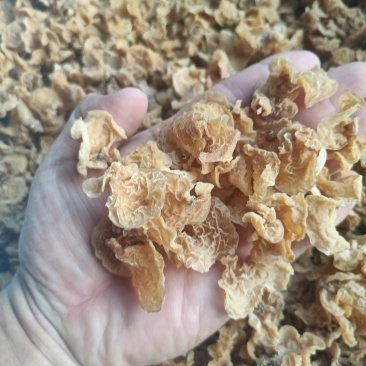 单叶片羊肚耳纯单片羊肚耳足干无根羊肚耳自产自大量现货沙耳