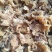 单叶片羊肚耳纯单片羊肚耳足干无根羊肚耳自产自大量现货沙耳