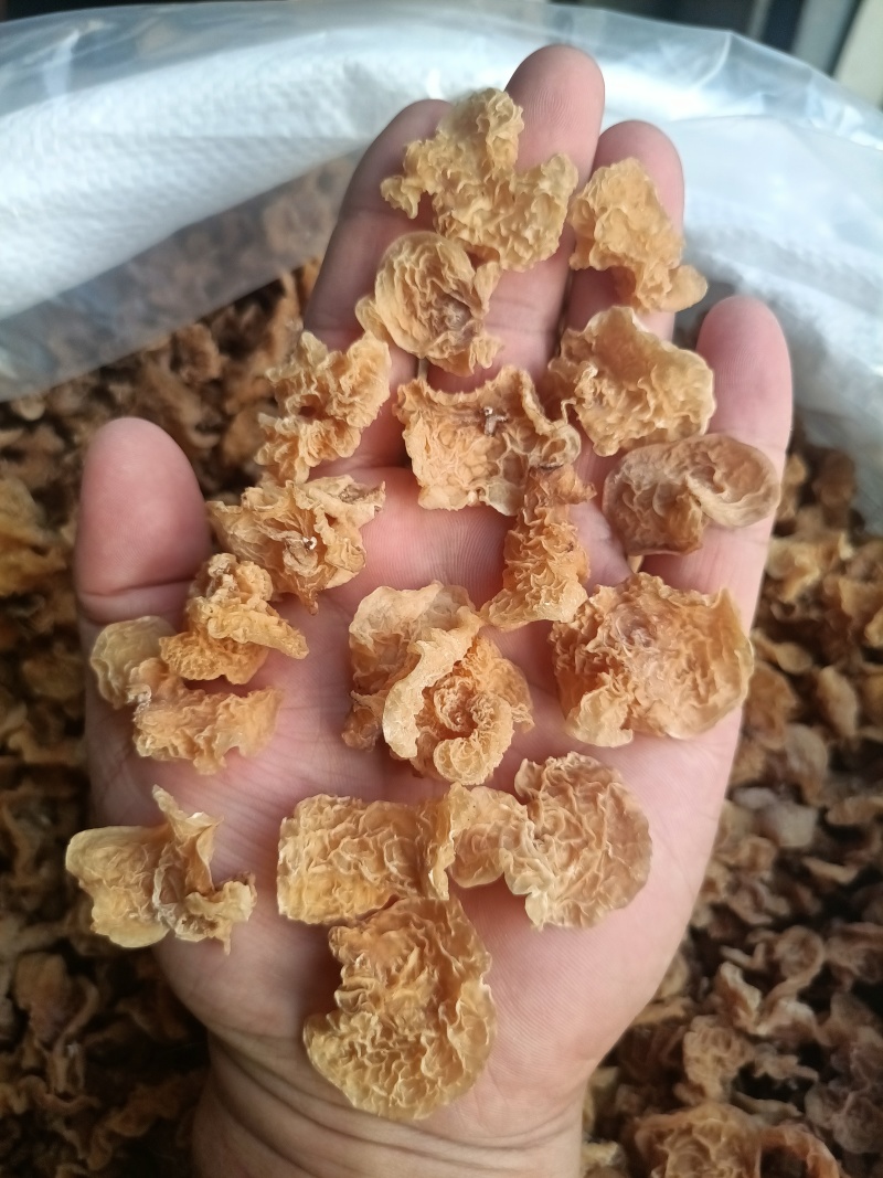 单叶片羊肚耳纯单片羊肚耳足干无根羊肚耳自产自大量现货沙耳