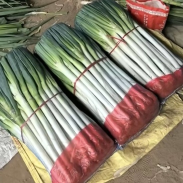 山东铁杆大葱精选净葱包装产地直销货源充足