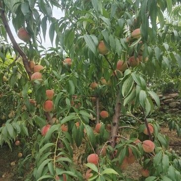 国庆红金秋红蜜已上市