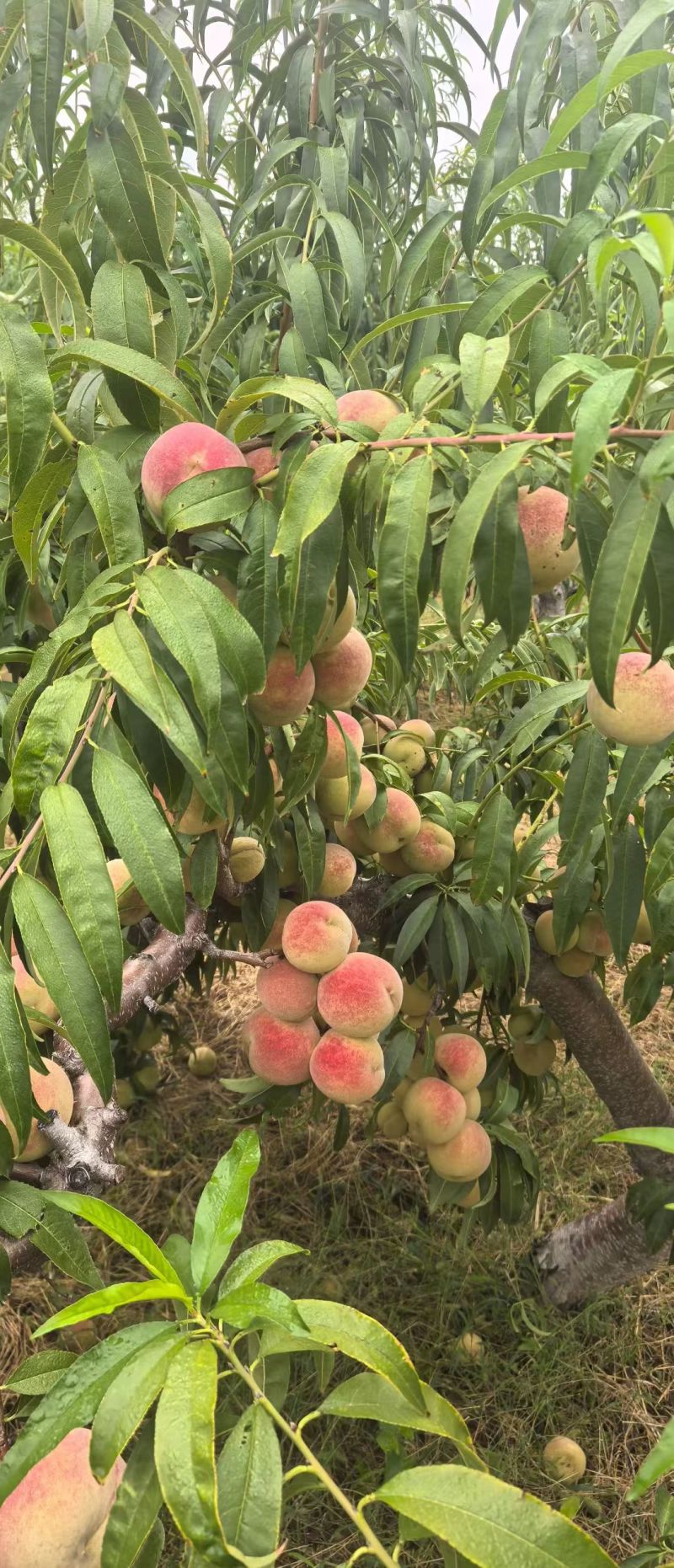 国庆红金秋红蜜已上市