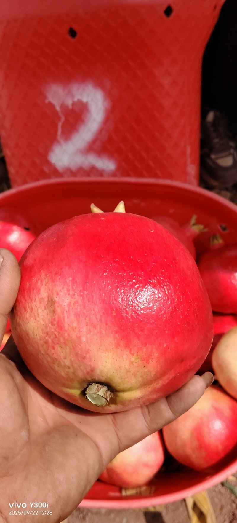 酸石榴