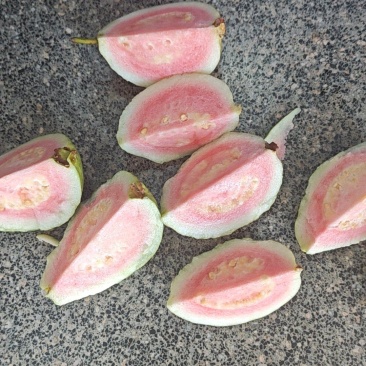 大量红色芭乐，白色芭乐市场电商果，工厂果