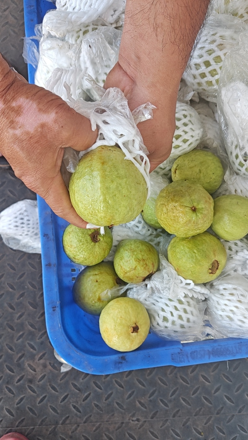 大量红色芭乐，白色芭乐市场电商果，工厂果