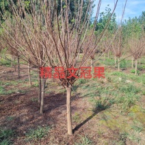 文冠树苗文冠果河北文冠果文冠果基地丛生文冠果