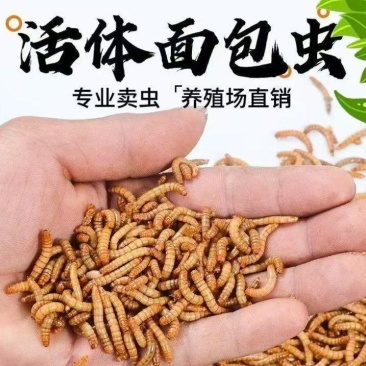 活体黄粉虫产地直供支持视频看货产地考察量大从优欢迎采购