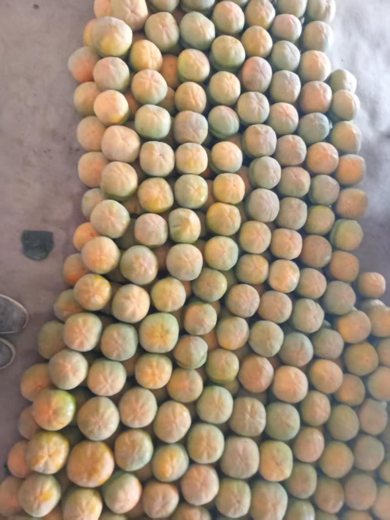 磨盘柿子