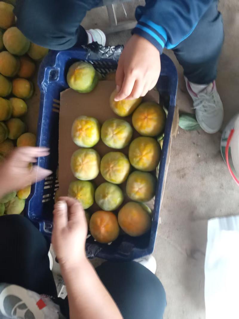 磨盘柿子