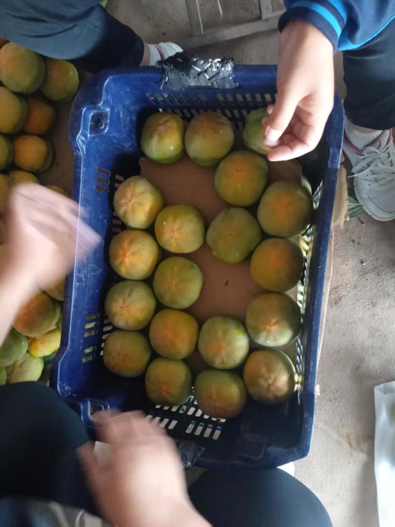 磨盘柿子
