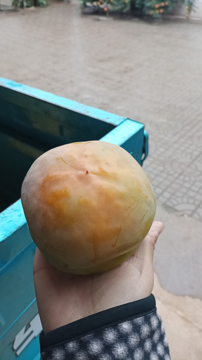 磨盘柿子