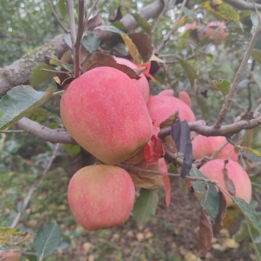 中秋王苹果个大颜色鲜红