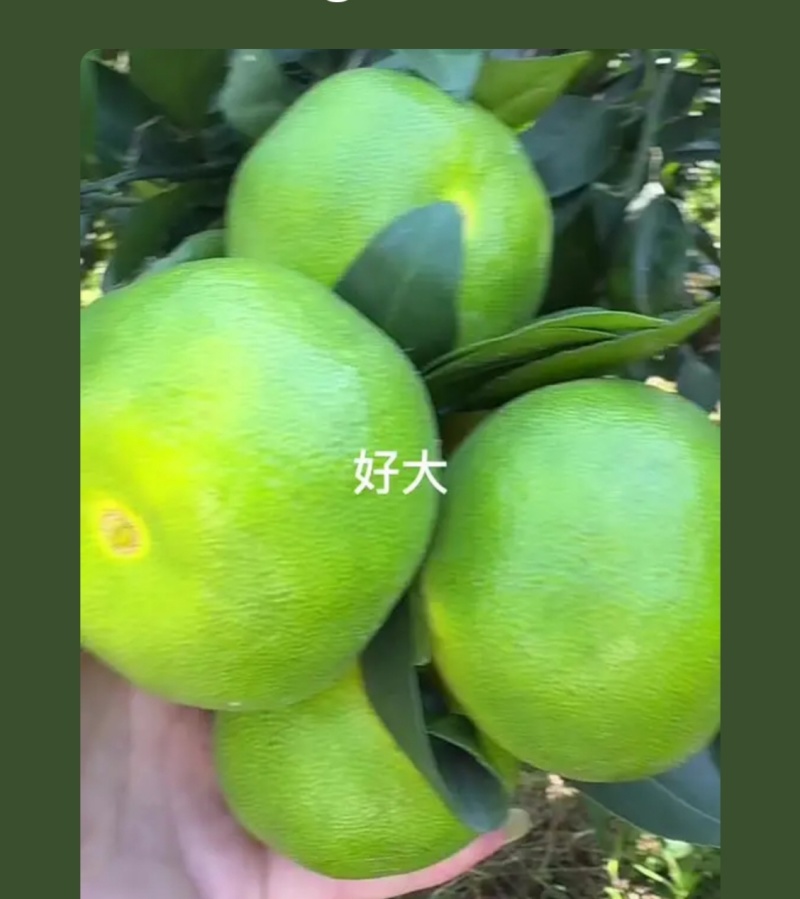 资阳柑橘