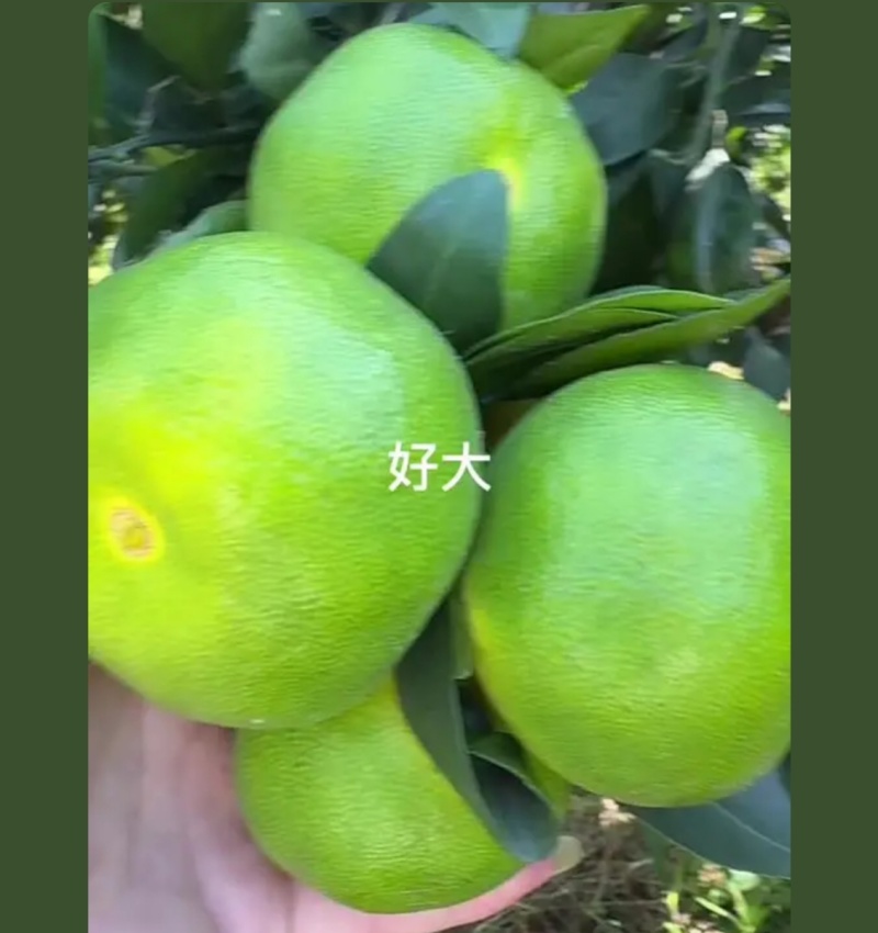 资阳柑橘