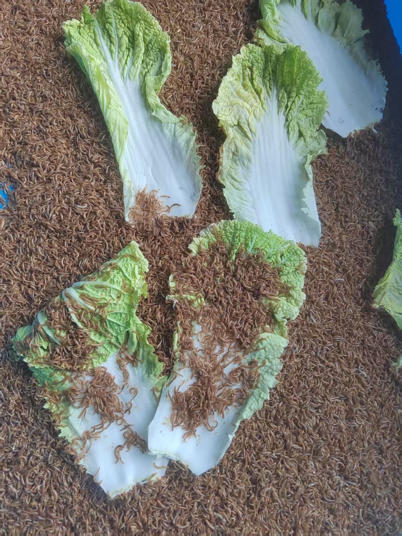 黄粉虫虫沙产地直供支持视频看货，产地考察量大从优欢迎采购