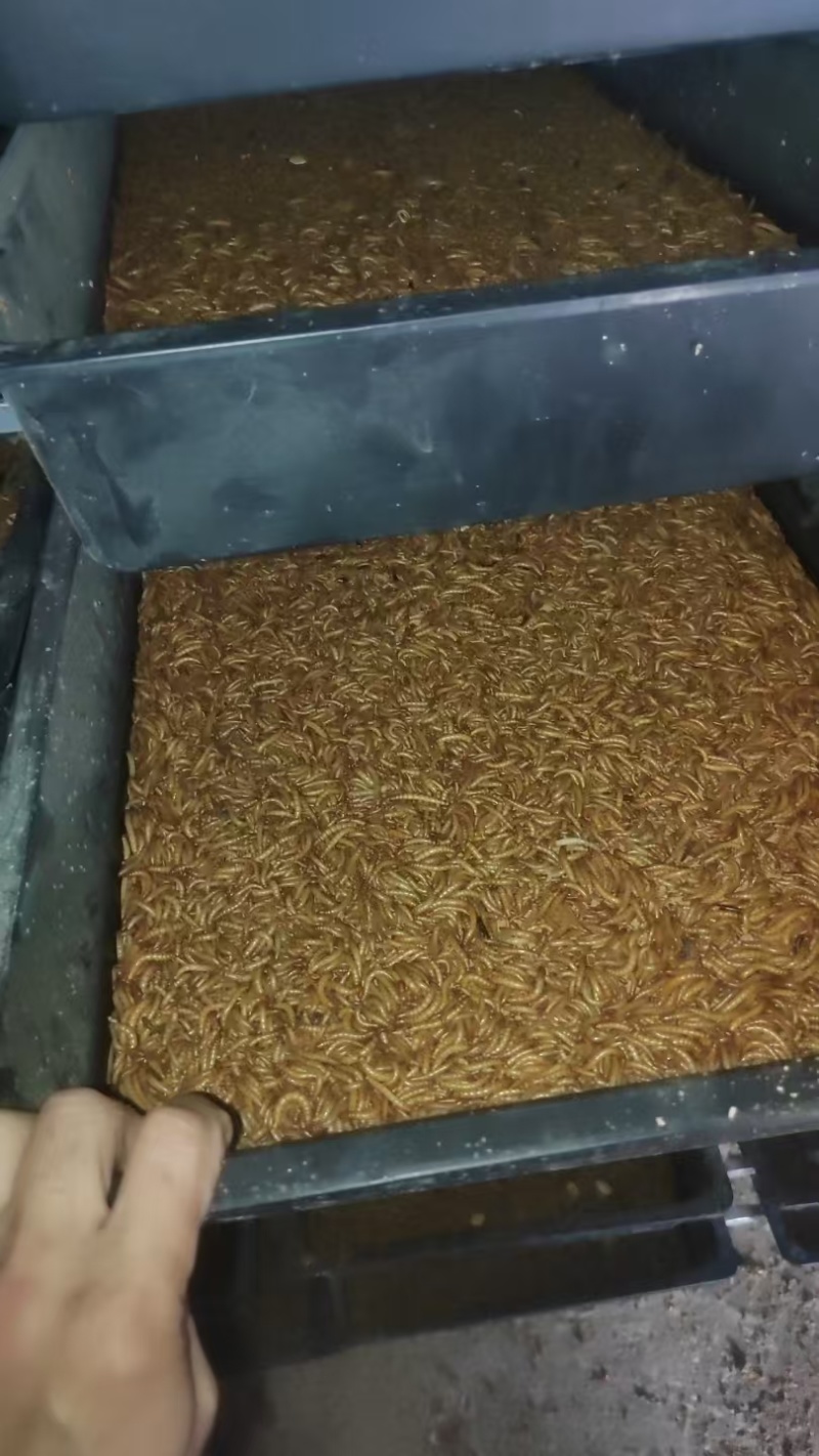 黄粉虫虫沙产地直供支持视频看货，产地考察量大从优欢迎采购