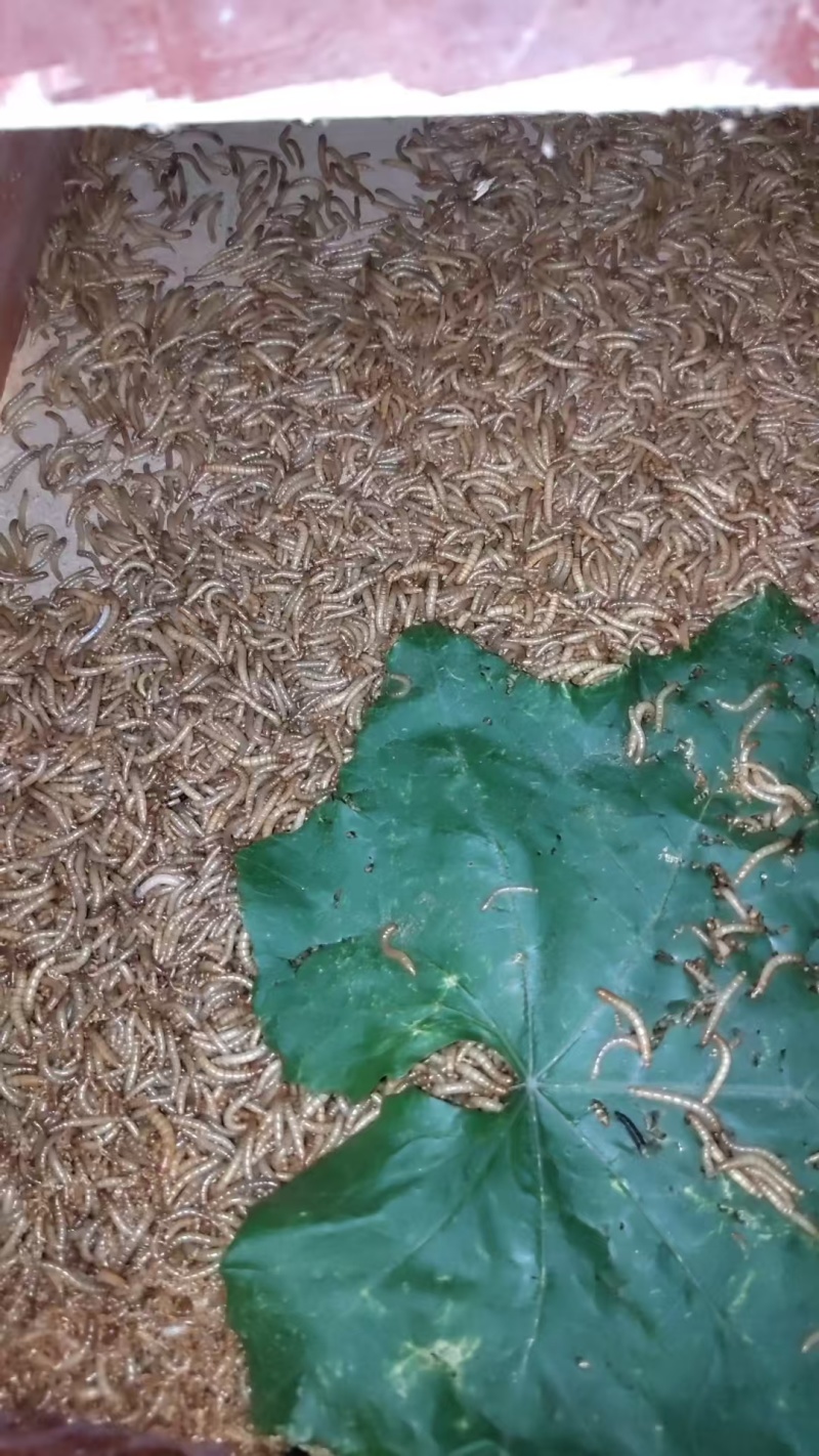 黄粉虫虫沙产地直供支持视频看货，产地考察量大从优欢迎采购