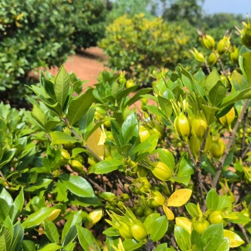 自家种植的山栀子，产量在15万斤