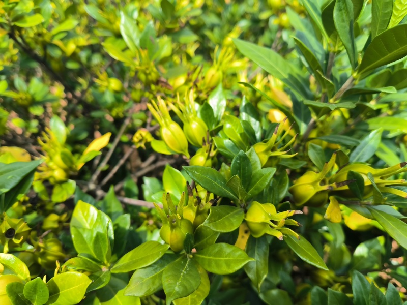 自家种植的山栀子，产量在15万斤