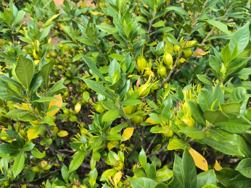 自家种植的山栀子，产量在15万斤