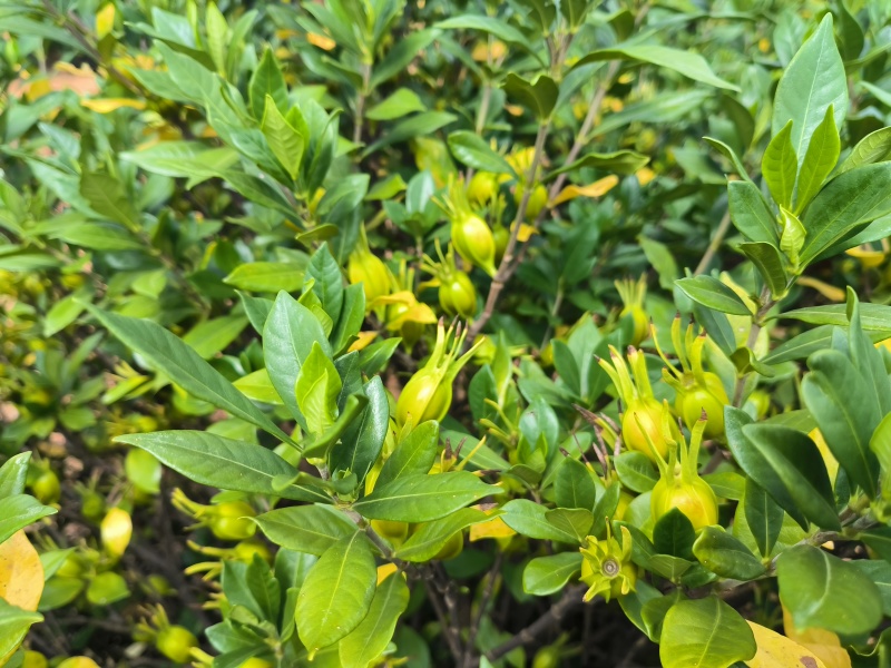 自家种植的山栀子，产量在15万斤